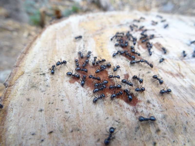 cosa fanno queste formiche ? Lasius fuliginosus...che leccano la linfa